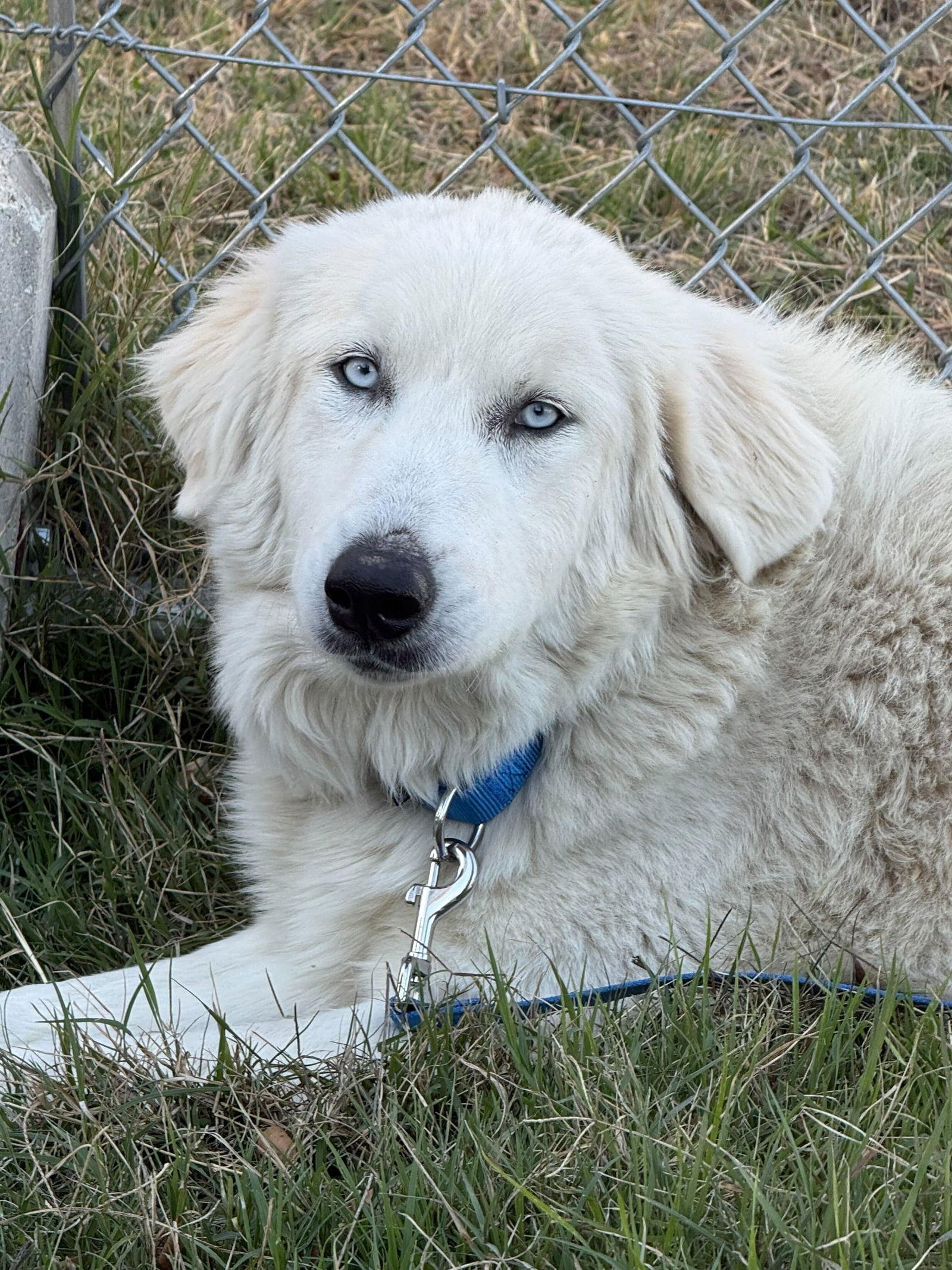 Enlarge Paige coming soon, a Adoptable Great Pyrenees in Croydon, NH image 1/2