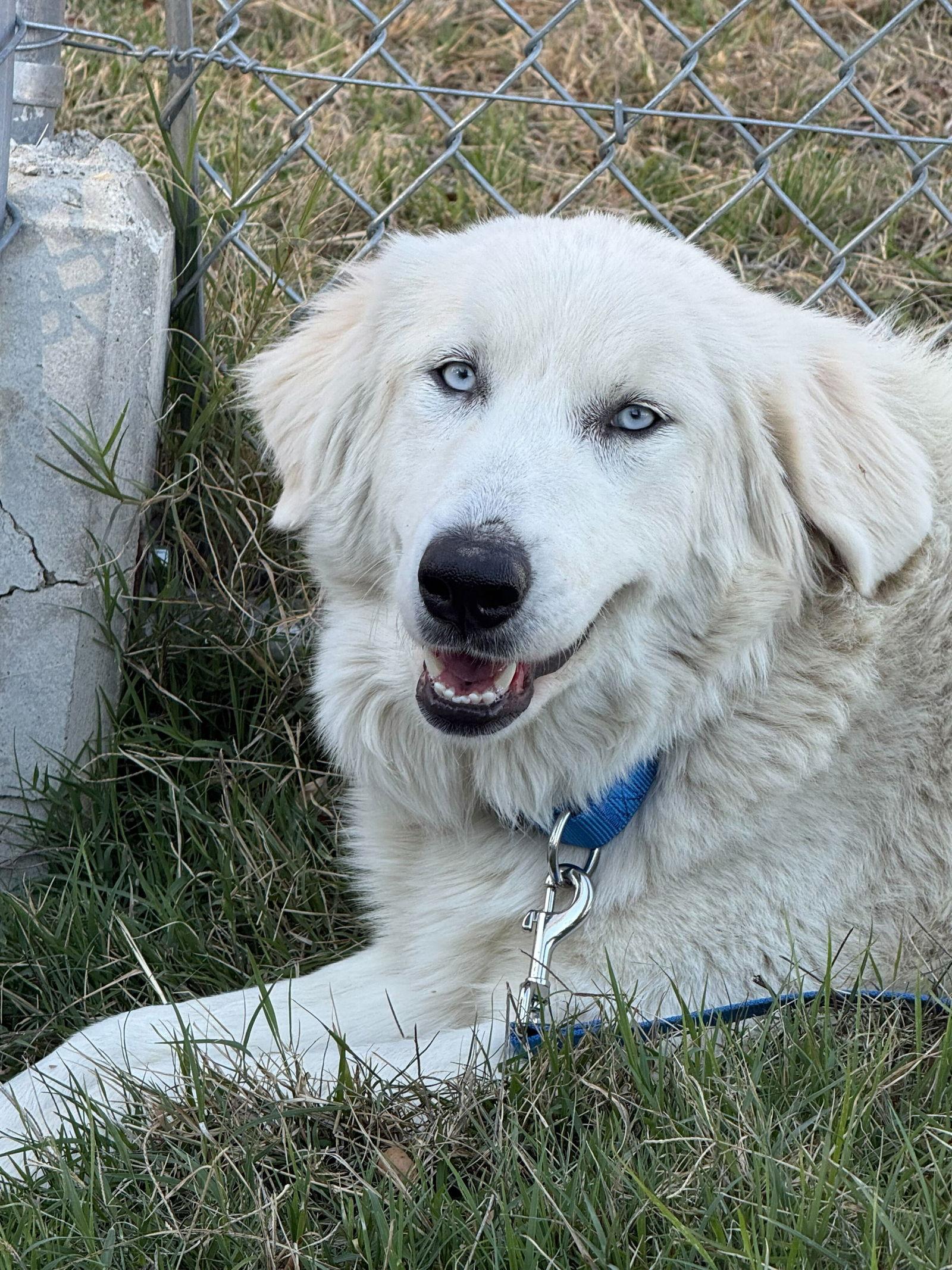 Enlarge Paige coming soon, a Adoptable Great Pyrenees in Croydon, NH image 2/2