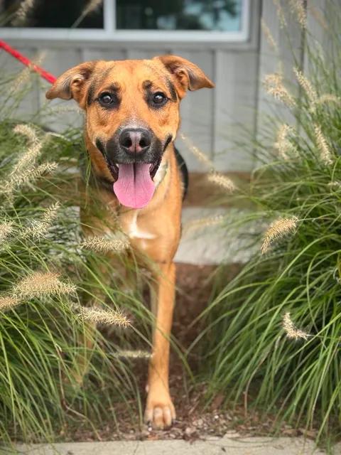 Doode, Adoptable, Young Male Shepherd & Mixed Breed.