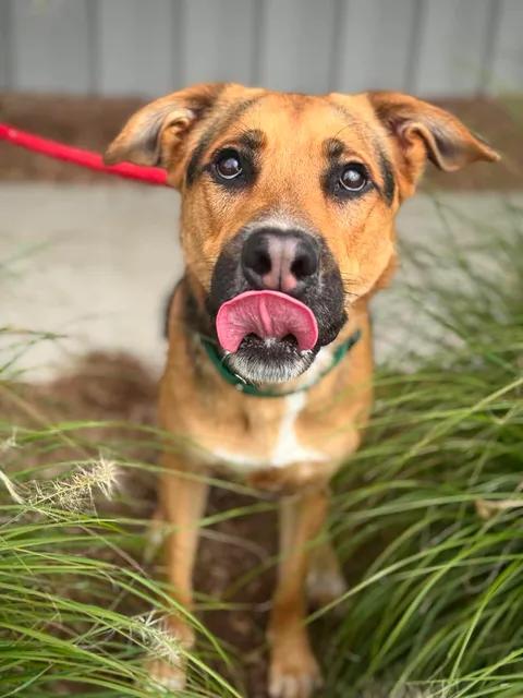 Enlarge Doode, a Adoptable mixed breed in Benton Harbor, MI image 2/4