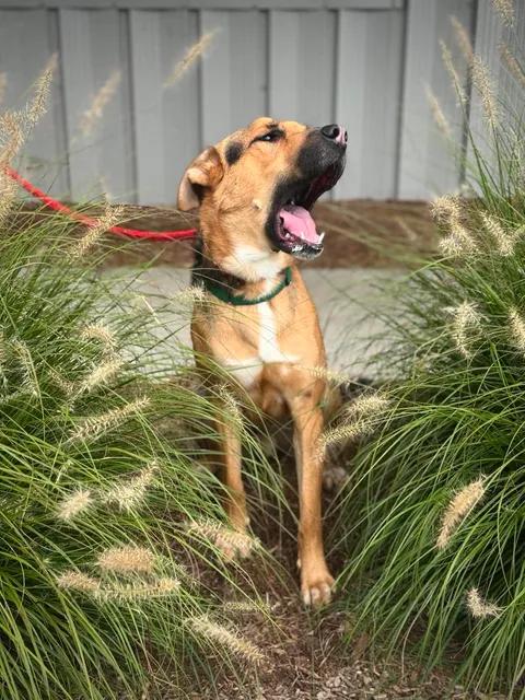 Enlarge Doode, a Adoptable mixed breed in Benton Harbor, MI image 3/4
