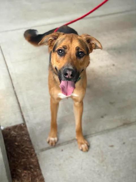 Enlarge Doode, a Adoptable mixed breed in Benton Harbor, MI image 4/4