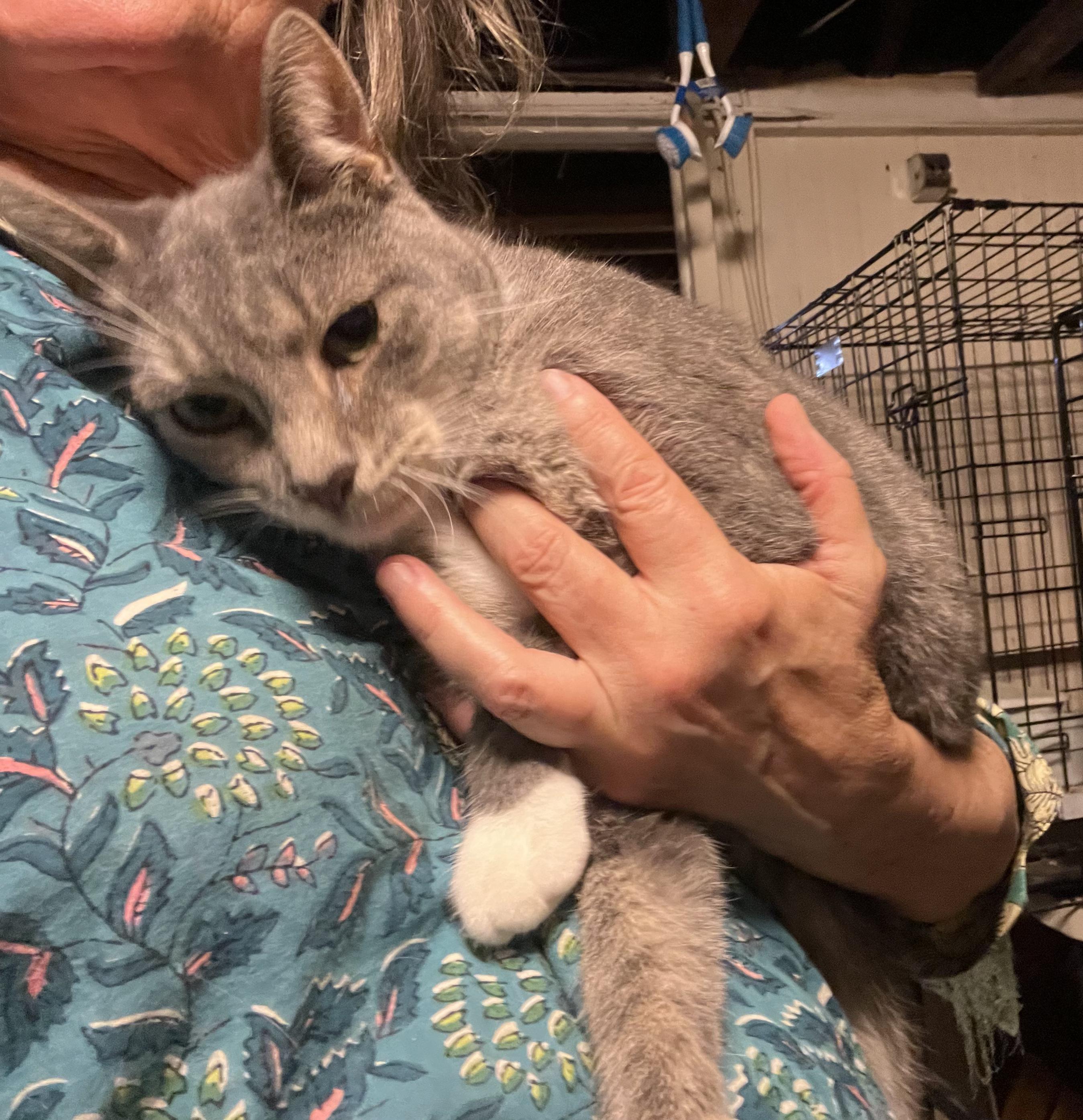 Enlarge Zane, a Adopted Domestic Short Hair in Colts Neck, NJ image 4/5