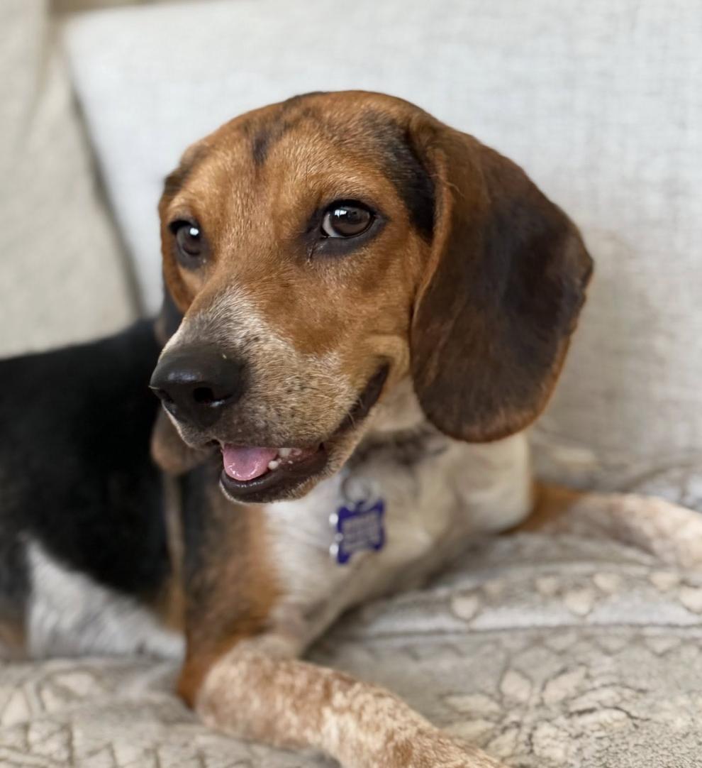 Pepper