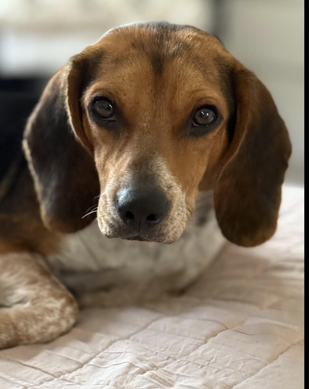 Pepper
