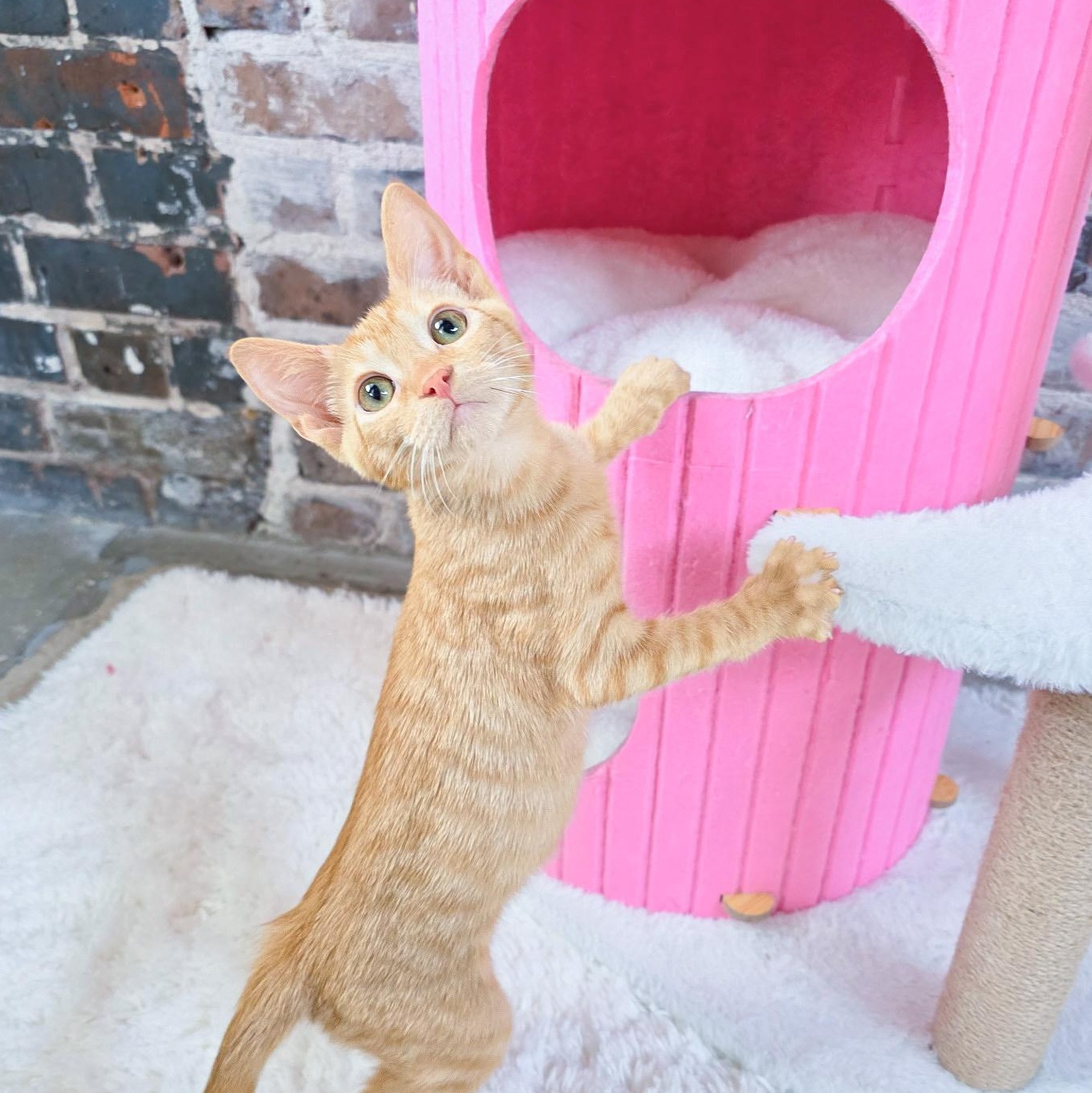 Enlarge Filé, a Adoptable Domestic Short Hair in New Orleans, LA image 2/2