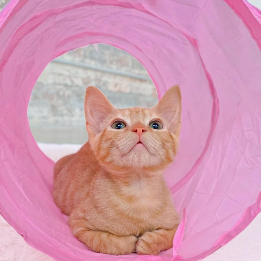 Filé, Adoptable, Young Female Domestic Short Hair.