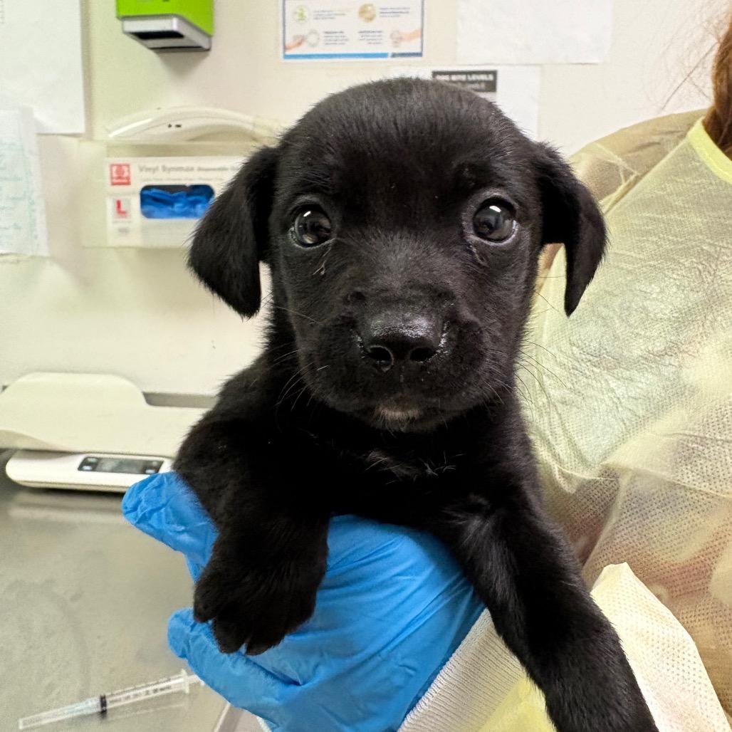 Enlarge Beanie Baby, a Adoptable Mixed Breed in Charleston, WV image 1/1