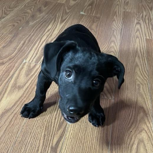 Enlarge Beanie Baby, a Adoptable Mixed Breed in Charleston, WV image 2/4