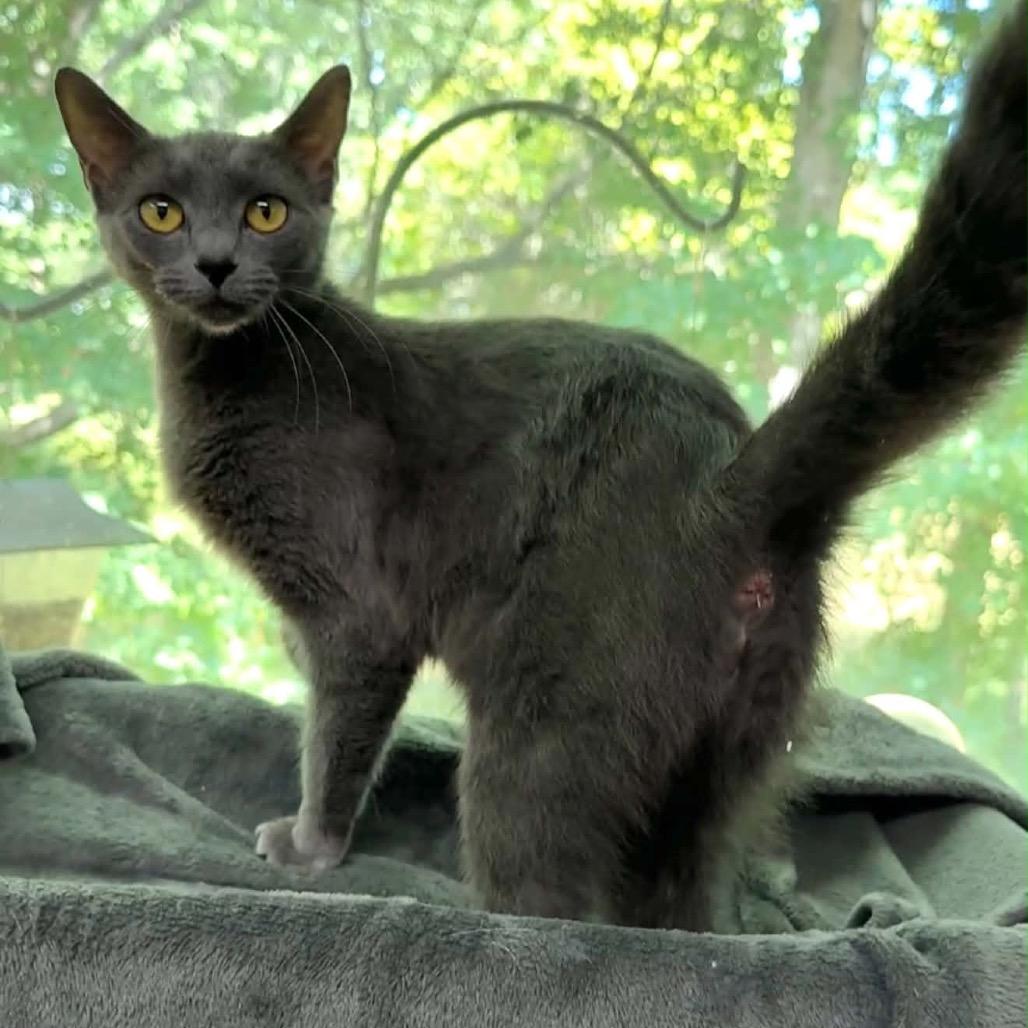 Puff, Adoptable, Young Female Domestic Short Hair.