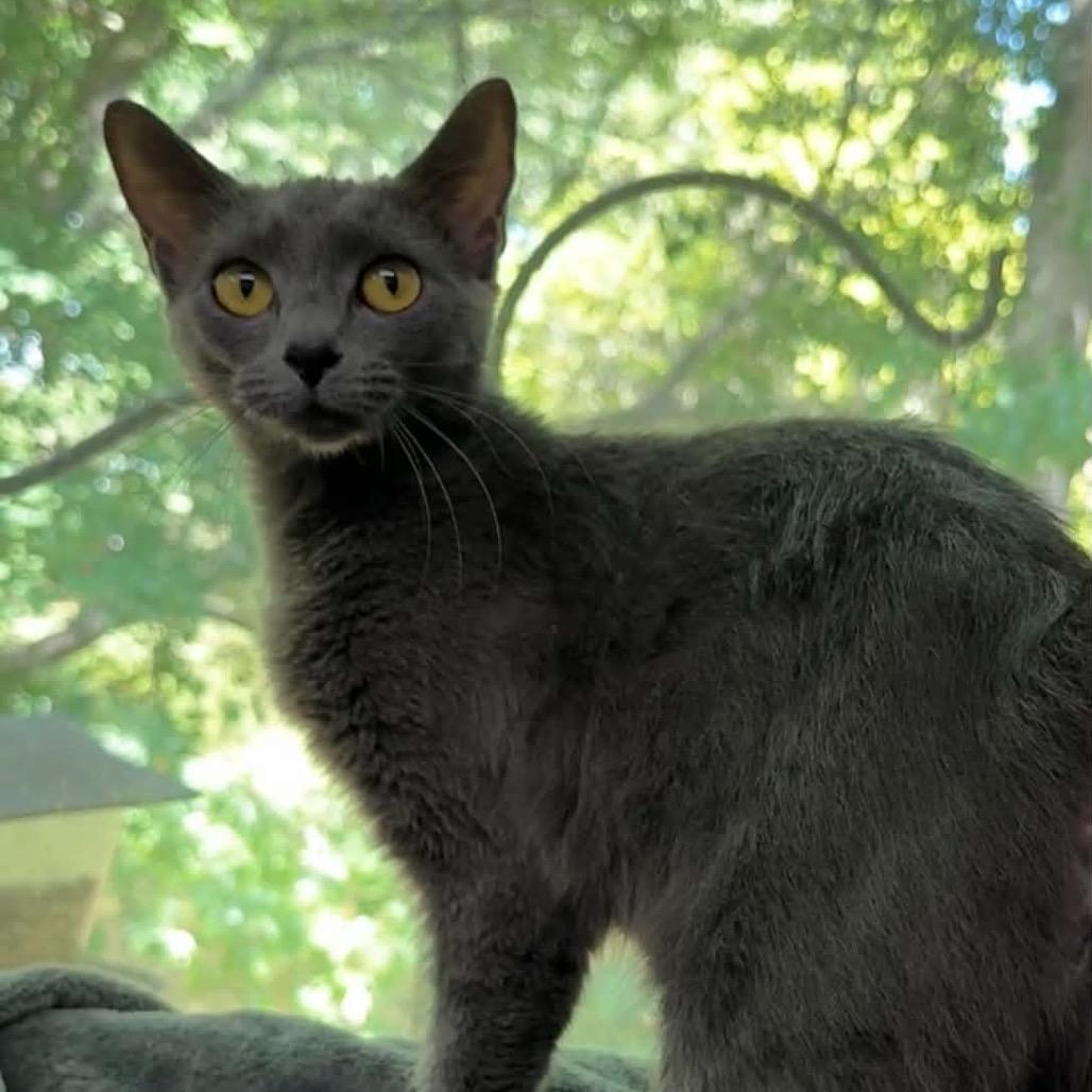 Enlarge Puff, a Adoptable Domestic Short Hair in Walnut Cove, NC image 2/6