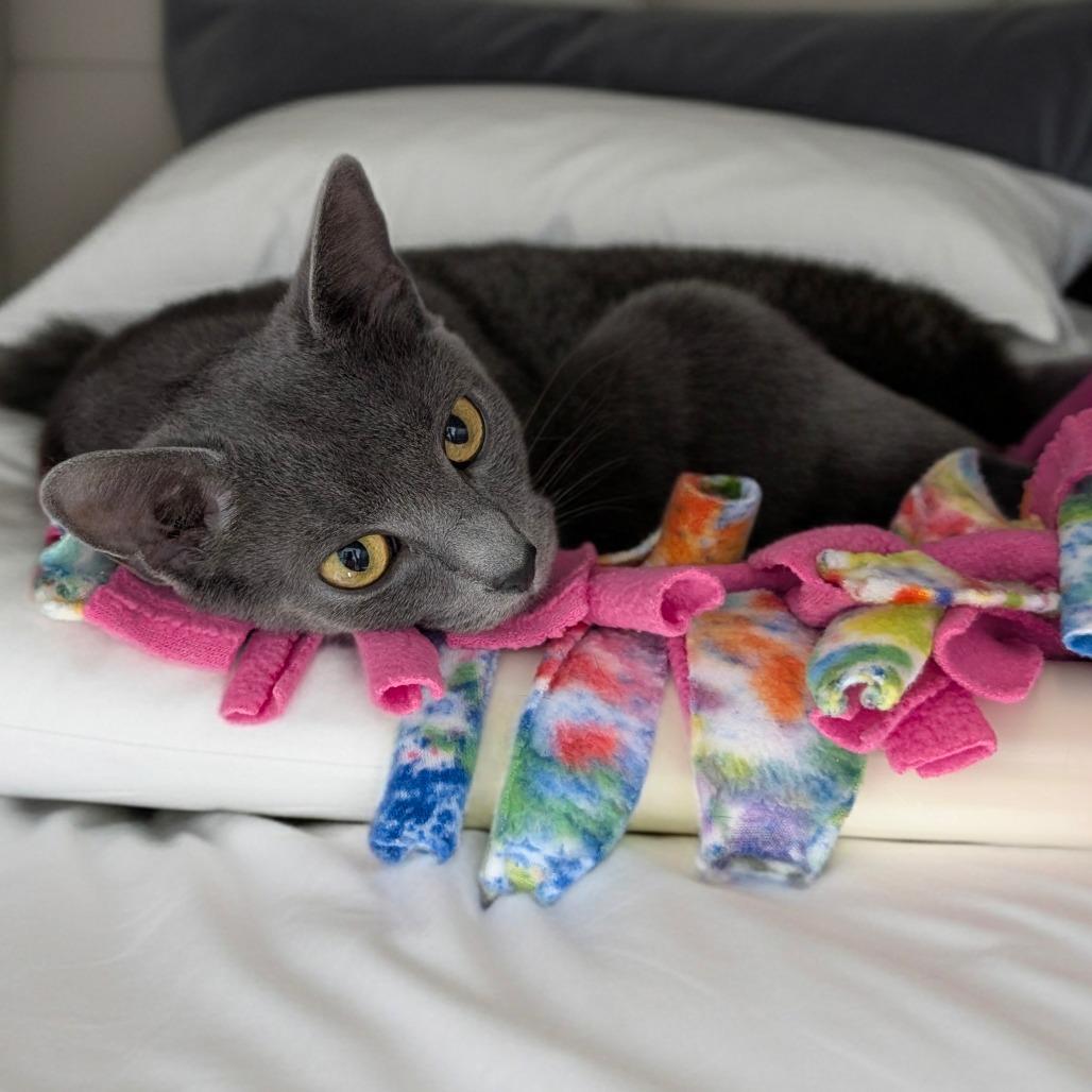 Enlarge Puff, a Adoptable Domestic Short Hair in Walnut Cove, NC image 3/6