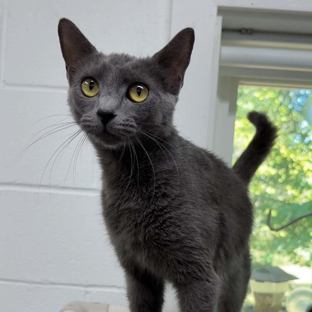 Enlarge Puff, a Adoptable Domestic Short Hair in Walnut Cove, NC image 4/6