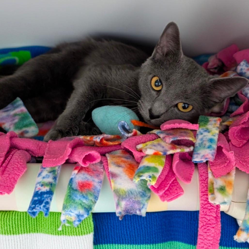 Enlarge Puff, a Adoptable Domestic Short Hair in Walnut Cove, NC image 5/6