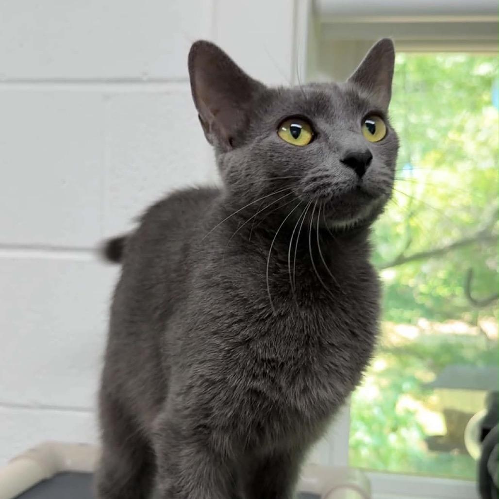 Enlarge Puff, a Adoptable Domestic Short Hair in Walnut Cove, NC image 6/6