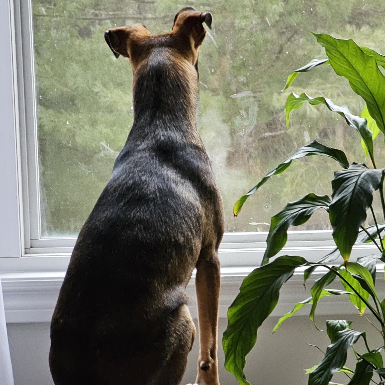 Enlarge Pigtail, a Adopted mixed breed image 2/6