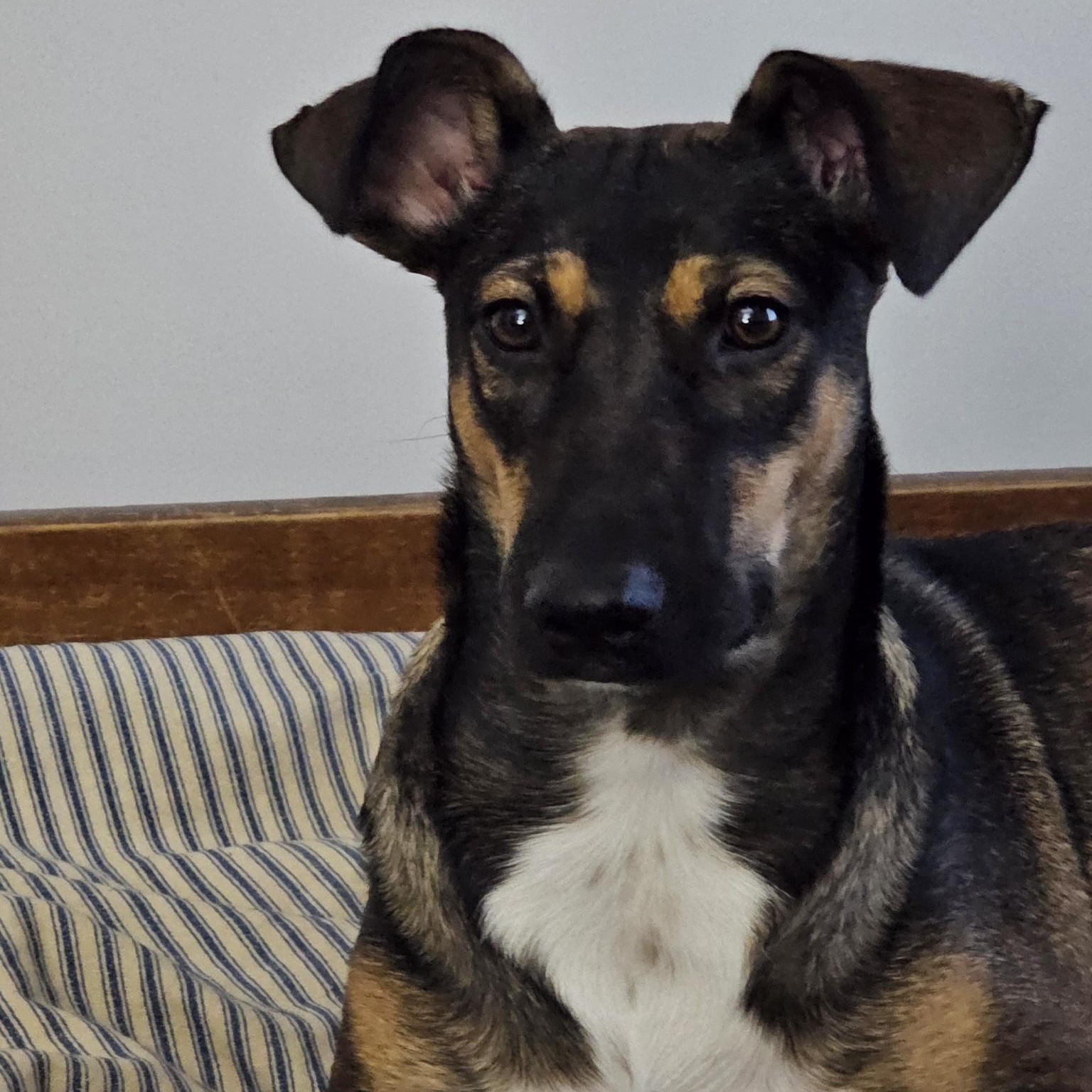Enlarge Pigtail, a Adopted mixed breed image 3/6