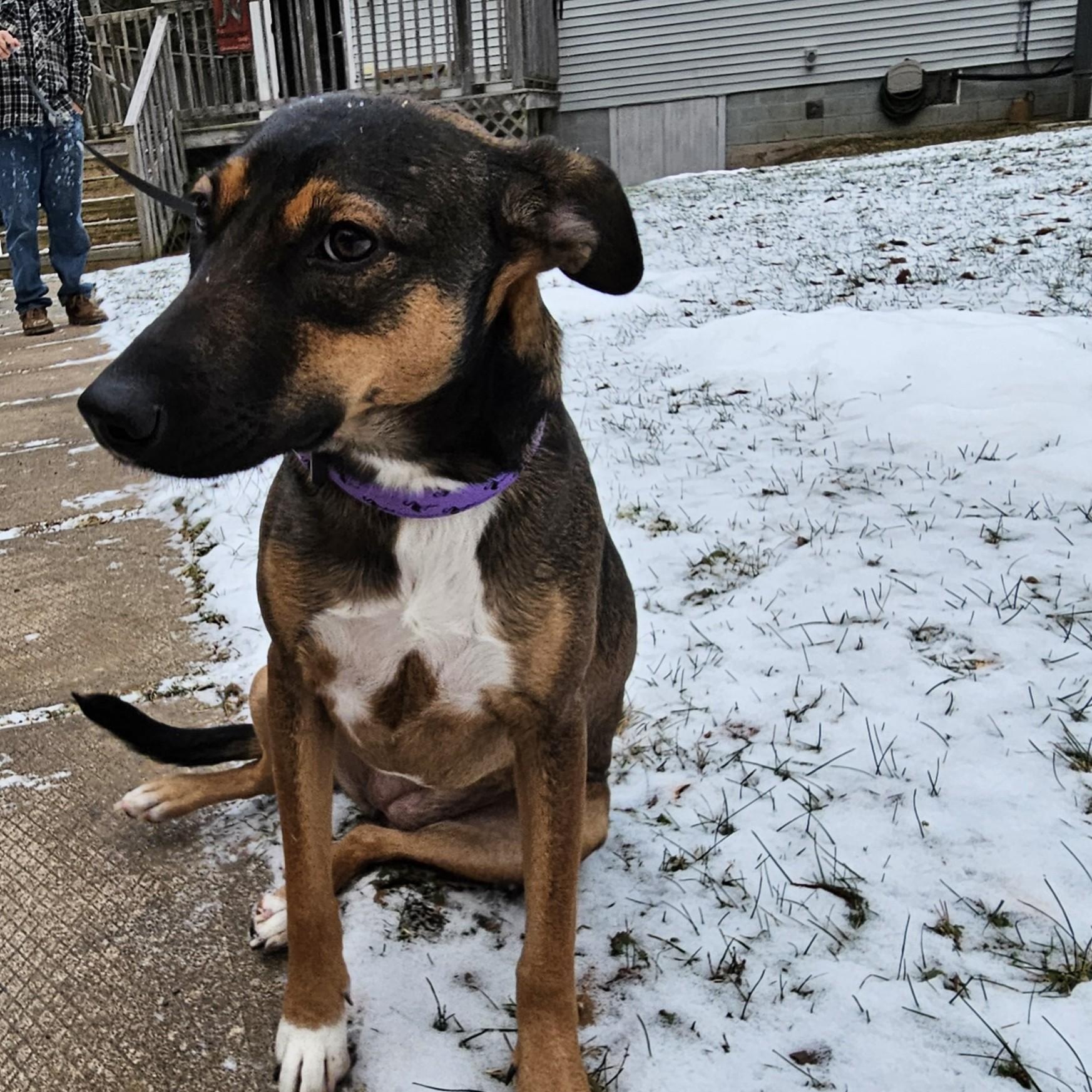 Enlarge Pigtail, a Adopted mixed breed image 4/6