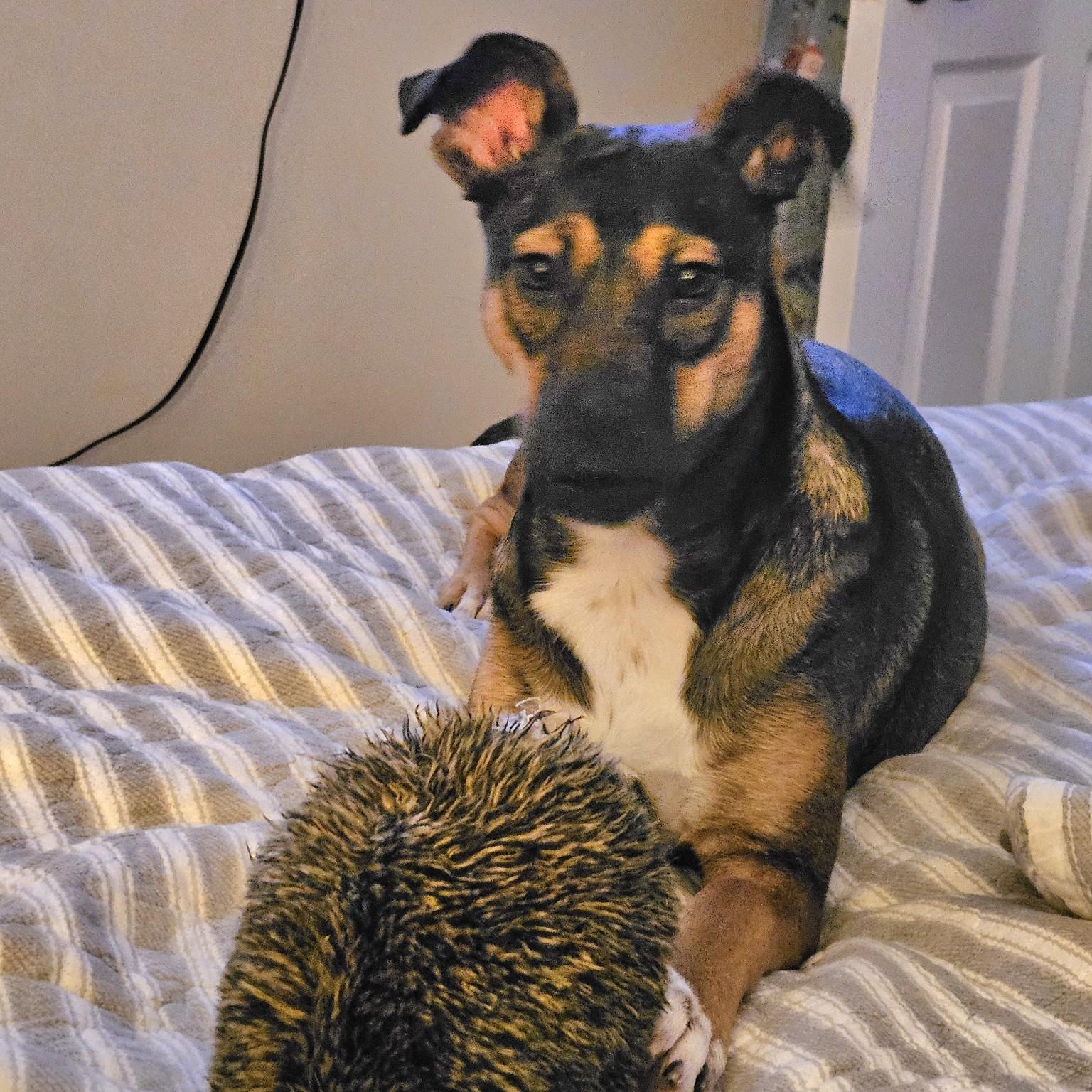 Enlarge Pigtail, a Adopted mixed breed image 1/6