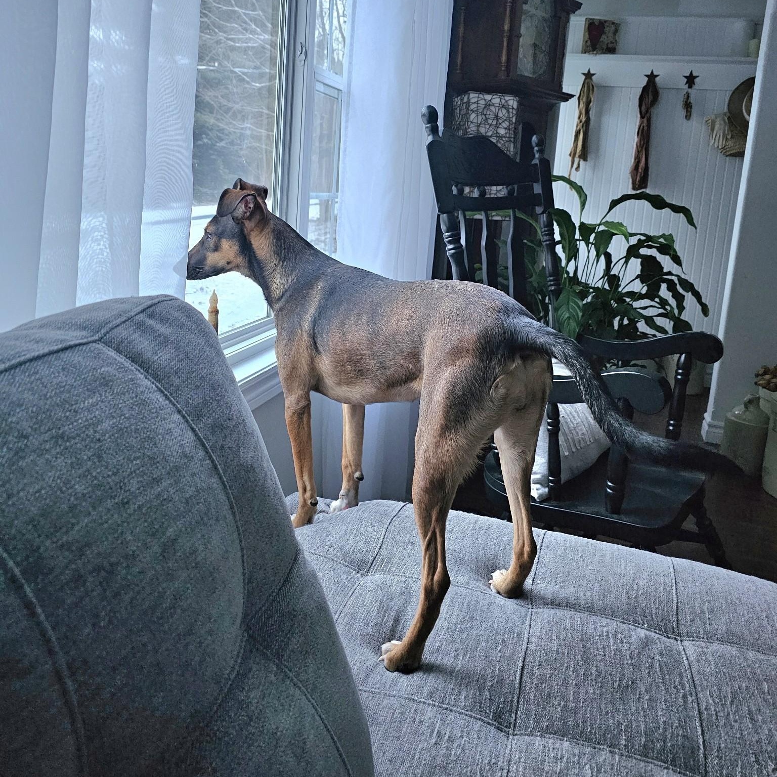 Enlarge Pigtail, a Adopted mixed breed image 5/6