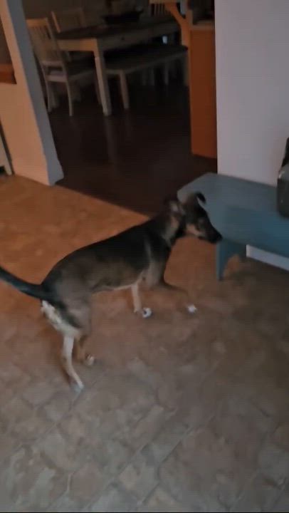 Enlarge Pigtail, a Adopted mixed breed video 6/6