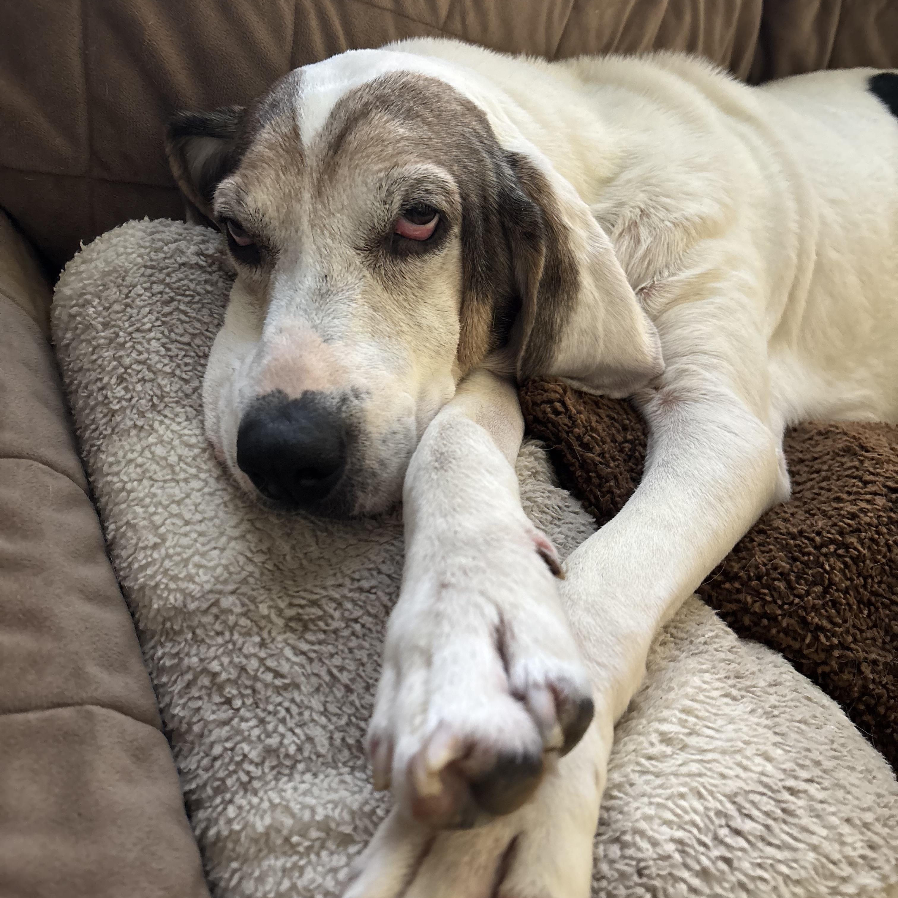 Enlarge Mabel, a ADOPTABLE mixed breed in HONEY BROOK, PA image 5/6