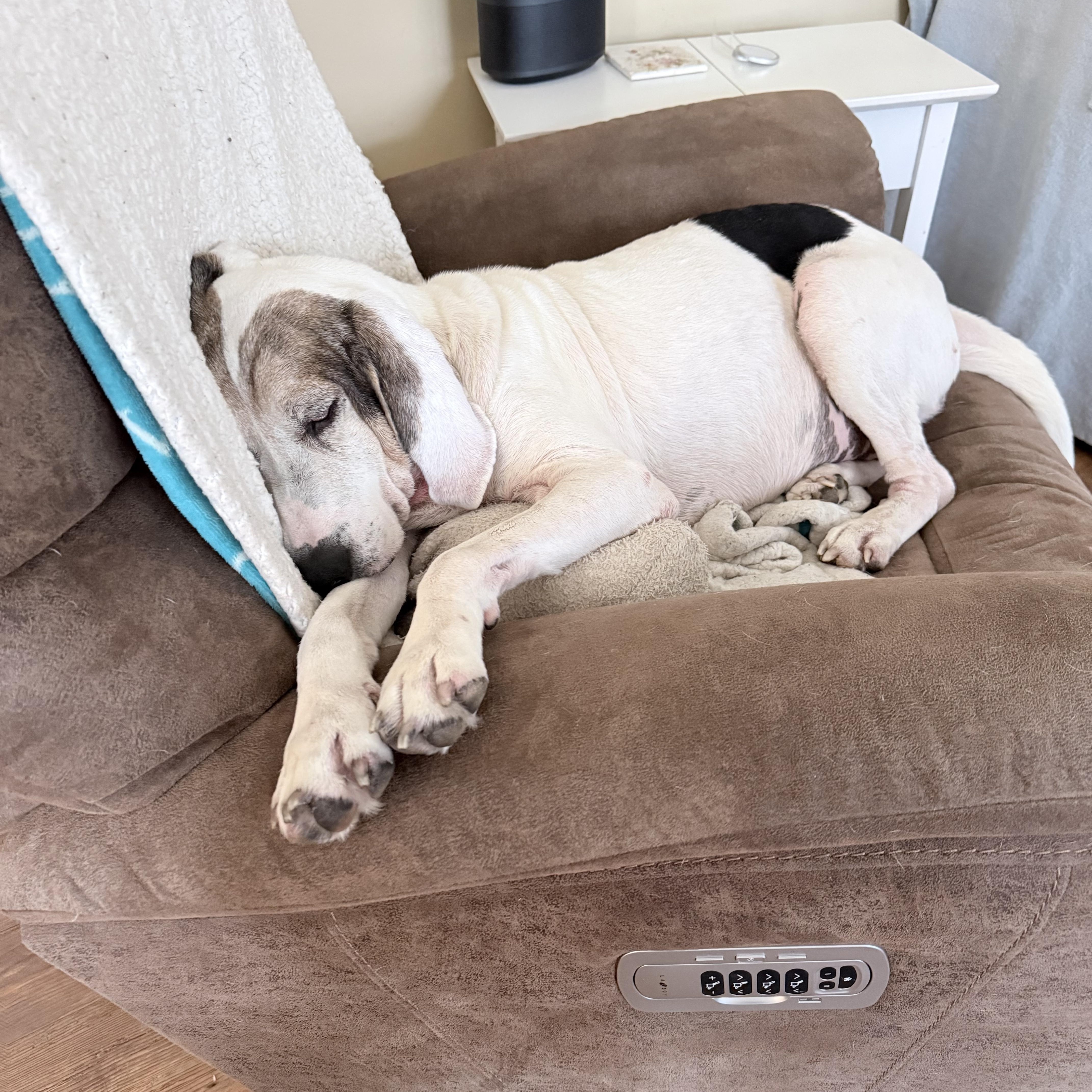 Enlarge Mabel, a ADOPTABLE mixed breed in HONEY BROOK, PA image 6/6