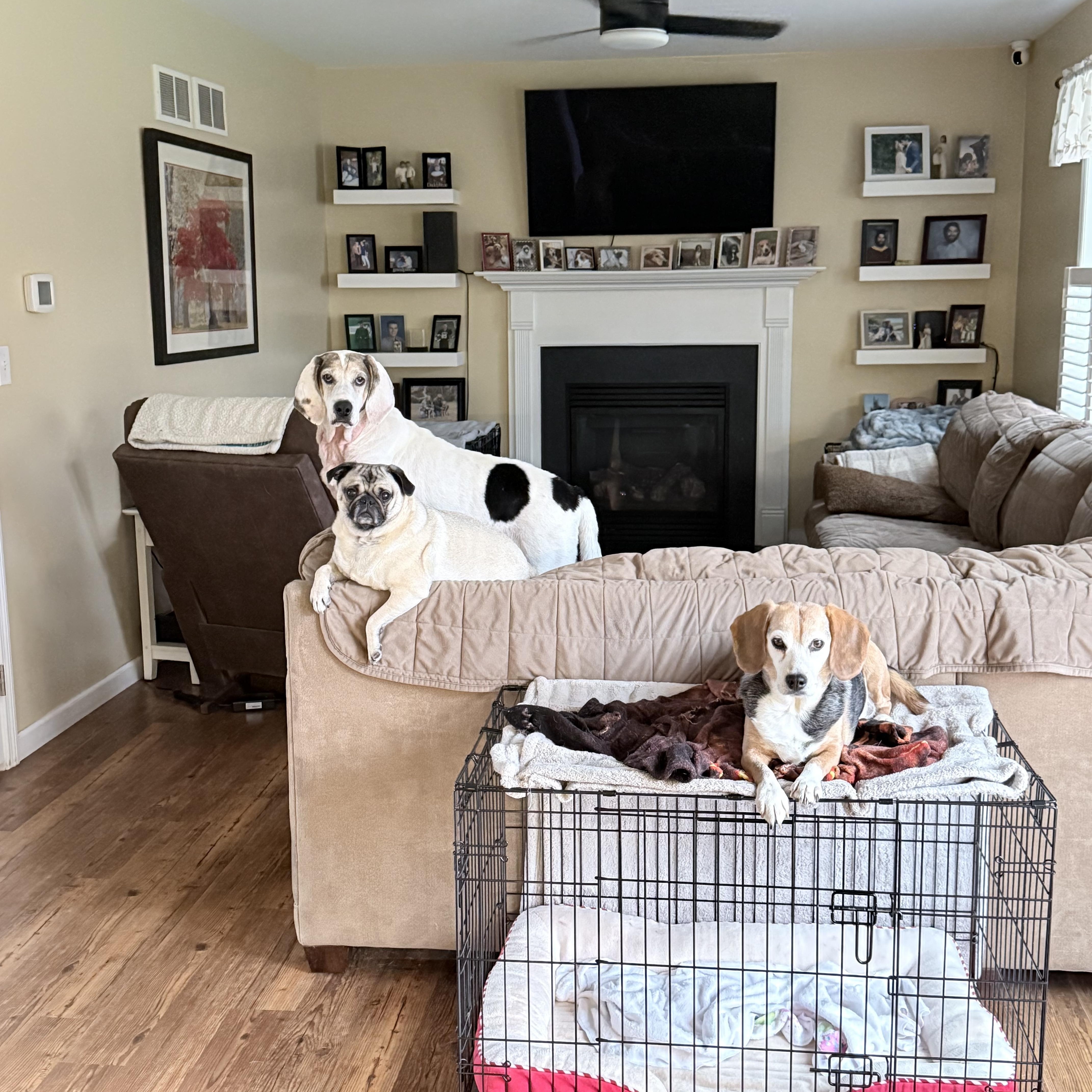 Enlarge Mabel, a ADOPTABLE mixed breed in HONEY BROOK, PA image 2/6