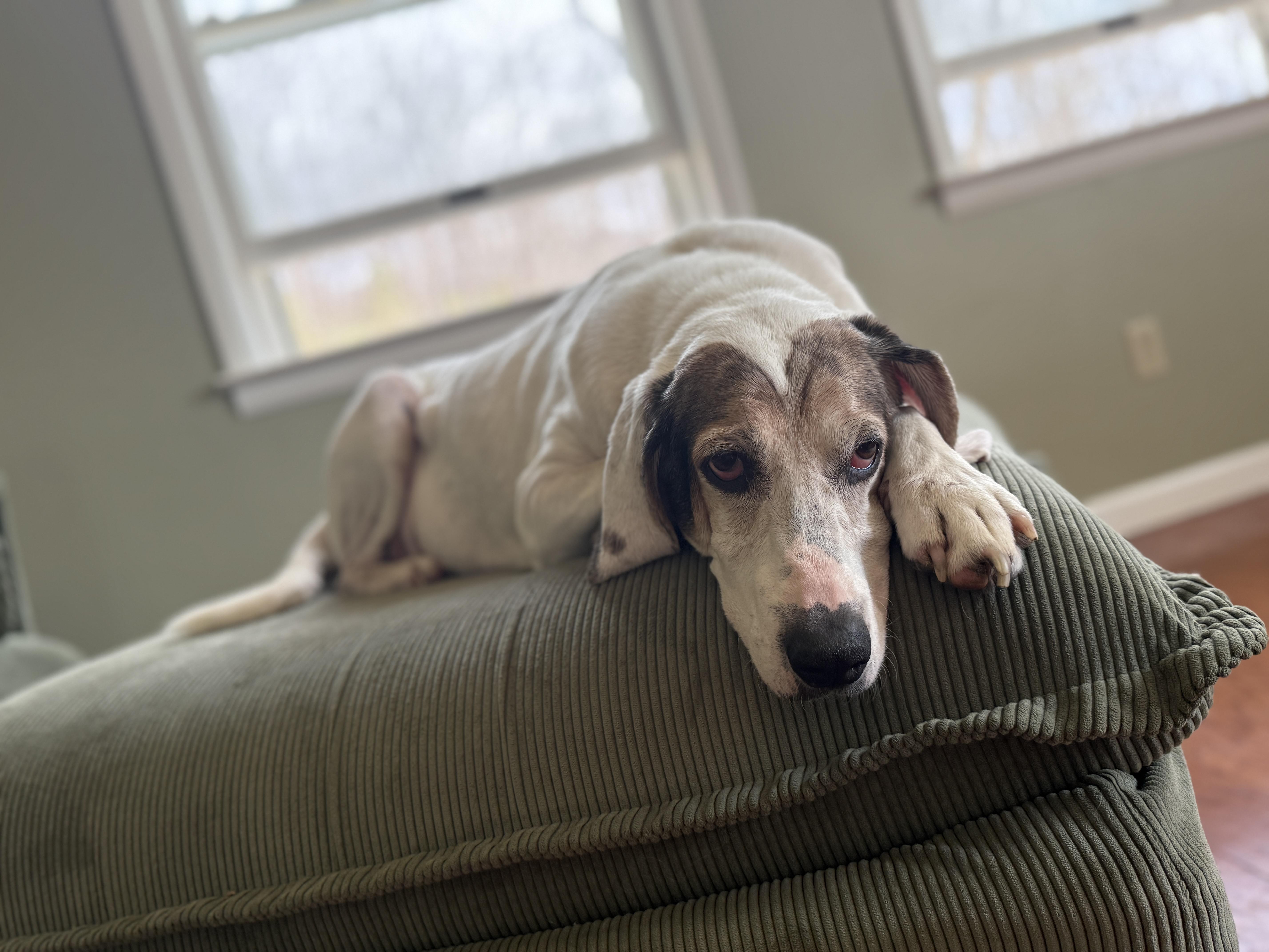 Enlarge Mabel, a ADOPTABLE mixed breed in HONEY BROOK, PA image 1/6