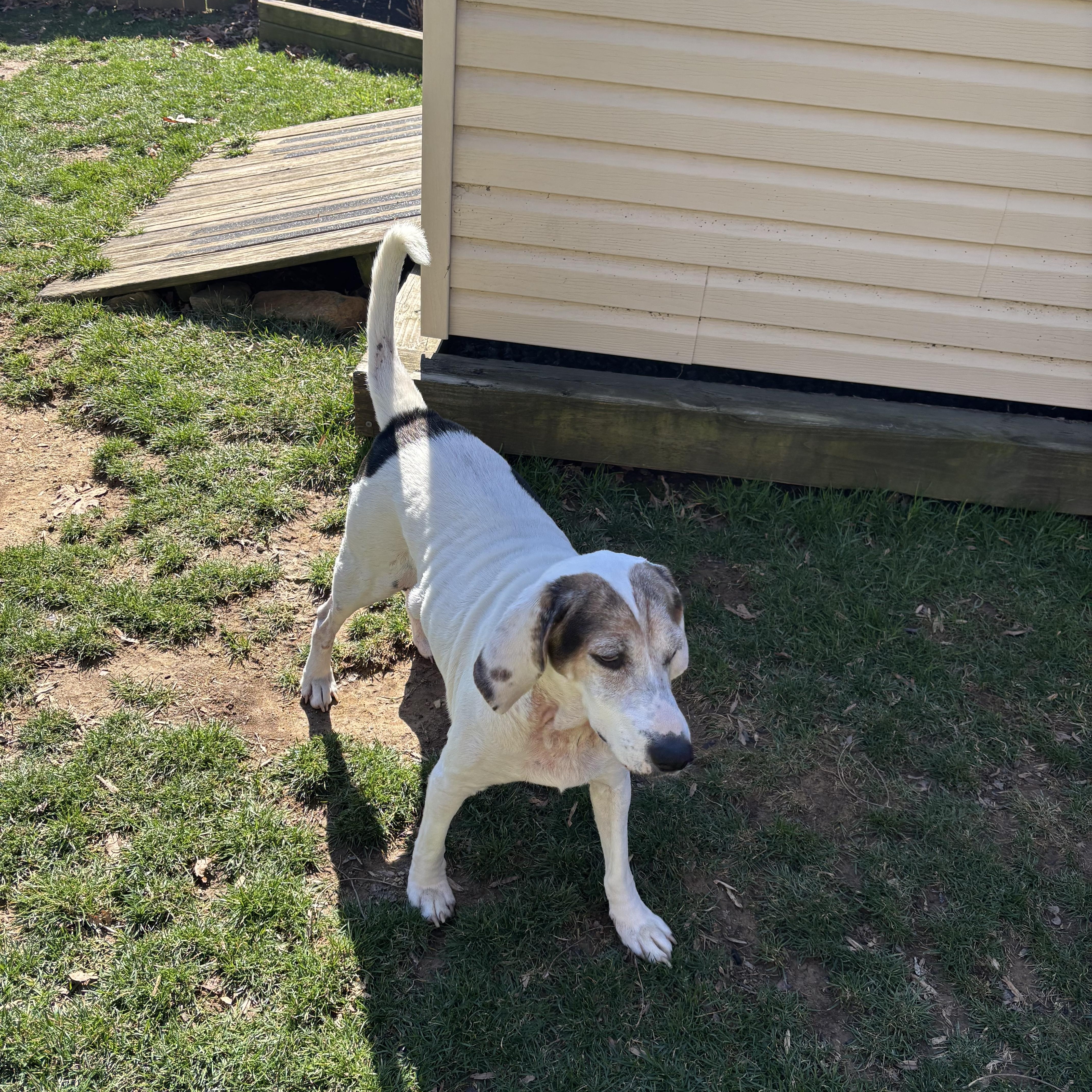 Enlarge Mabel, a ADOPTABLE mixed breed in HONEY BROOK, PA image 4/6
