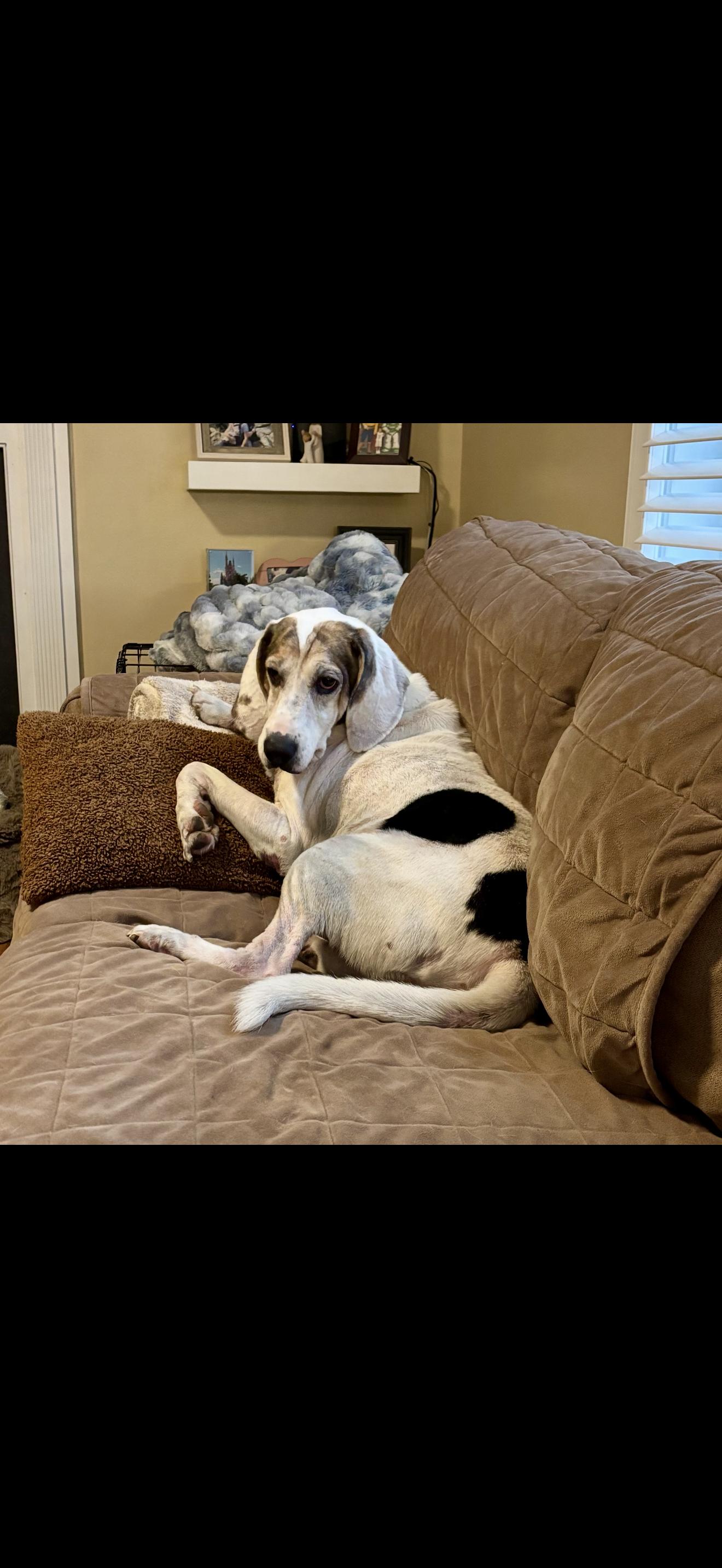 Enlarge Mabel, a ADOPTABLE mixed breed in HONEY BROOK, PA image 1/6