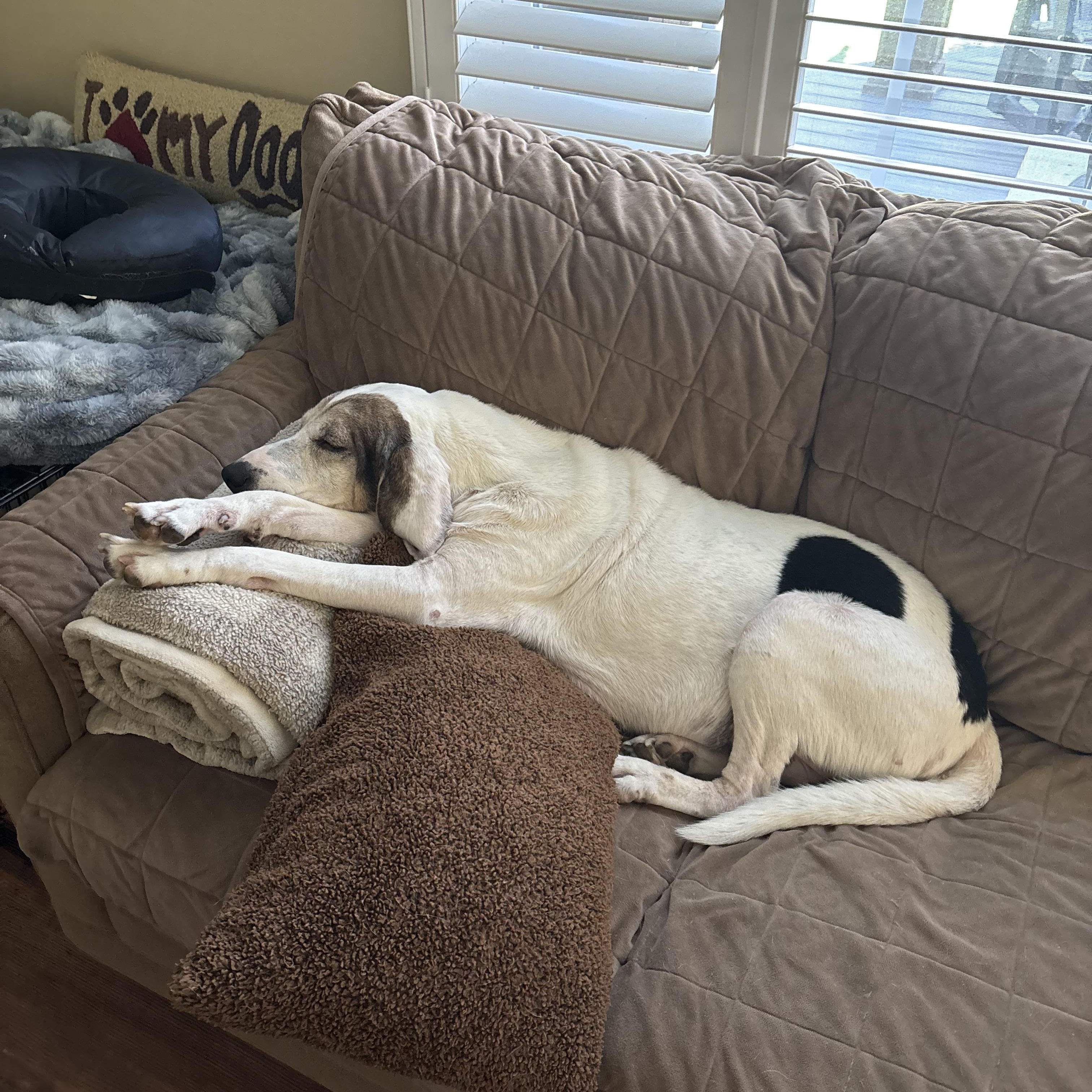 Enlarge Mabel, a ADOPTABLE mixed breed in HONEY BROOK, PA image 3/6