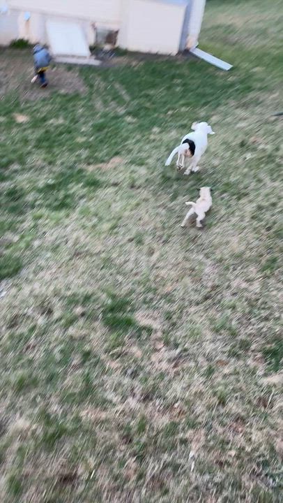 Enlarge Mabel, a ADOPTABLE mixed breed in HONEY BROOK, PA video 6/6