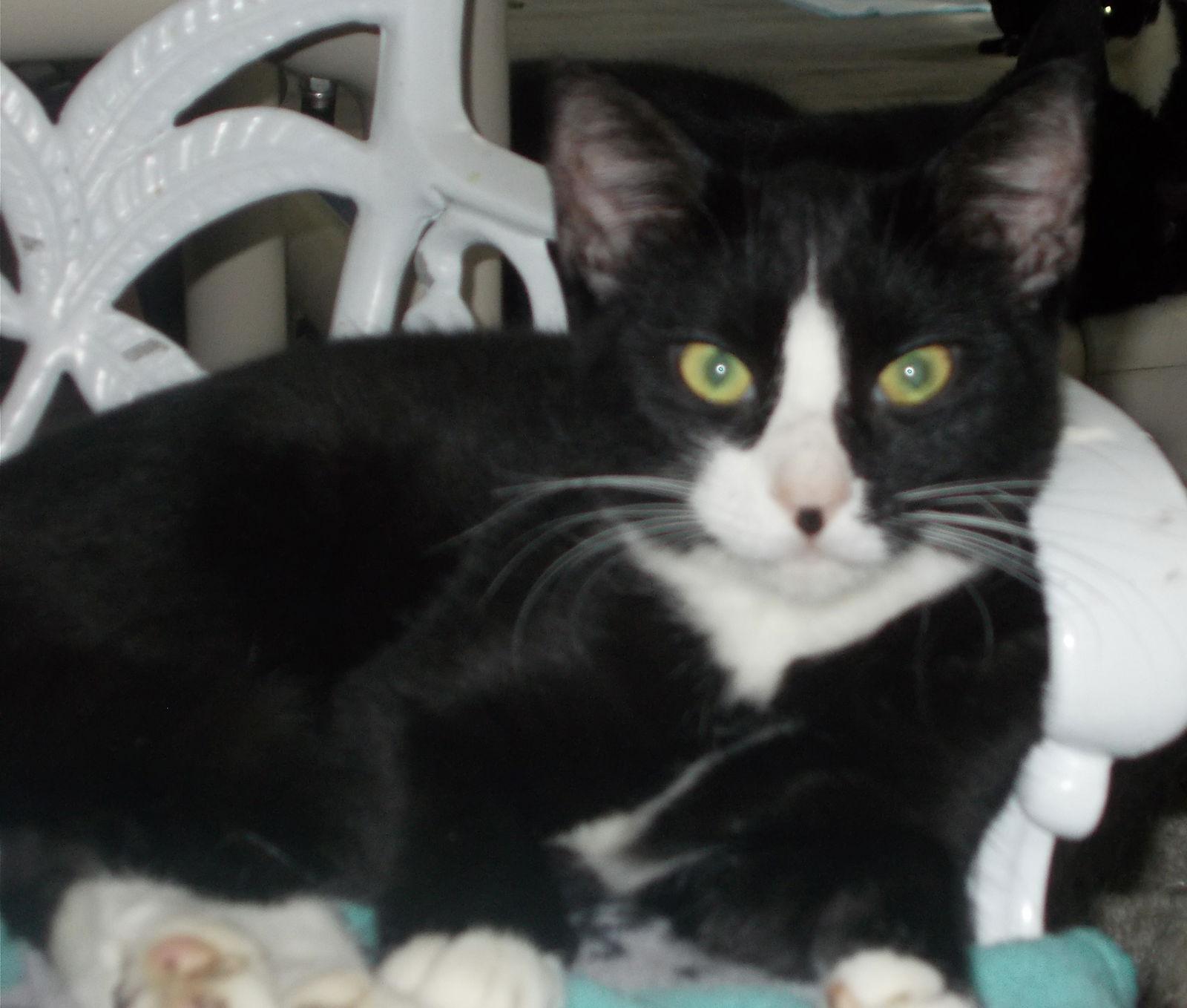 Mecca, a Adoptable American Shorthair in Naples, FL image 1/4