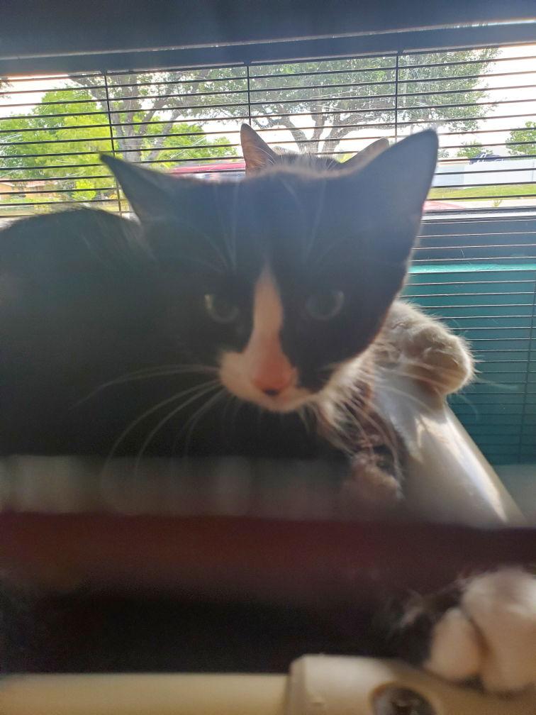 Mecca, a Adoptable American Shorthair in Naples, FL image 2/4