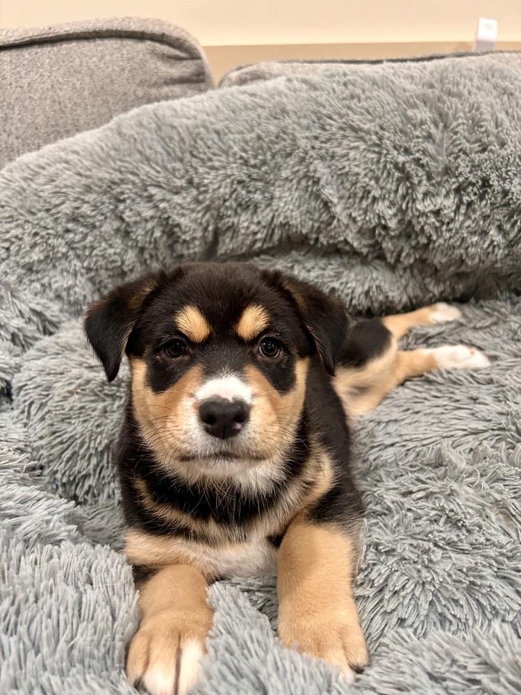 Mila, a Adoptable mixed breed in Sedalia, CO image 1/6