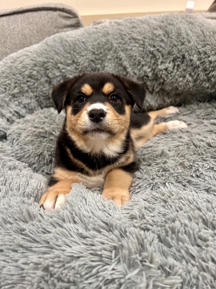 Mila, a Adoptable mixed breed in Sedalia, CO image 2/6