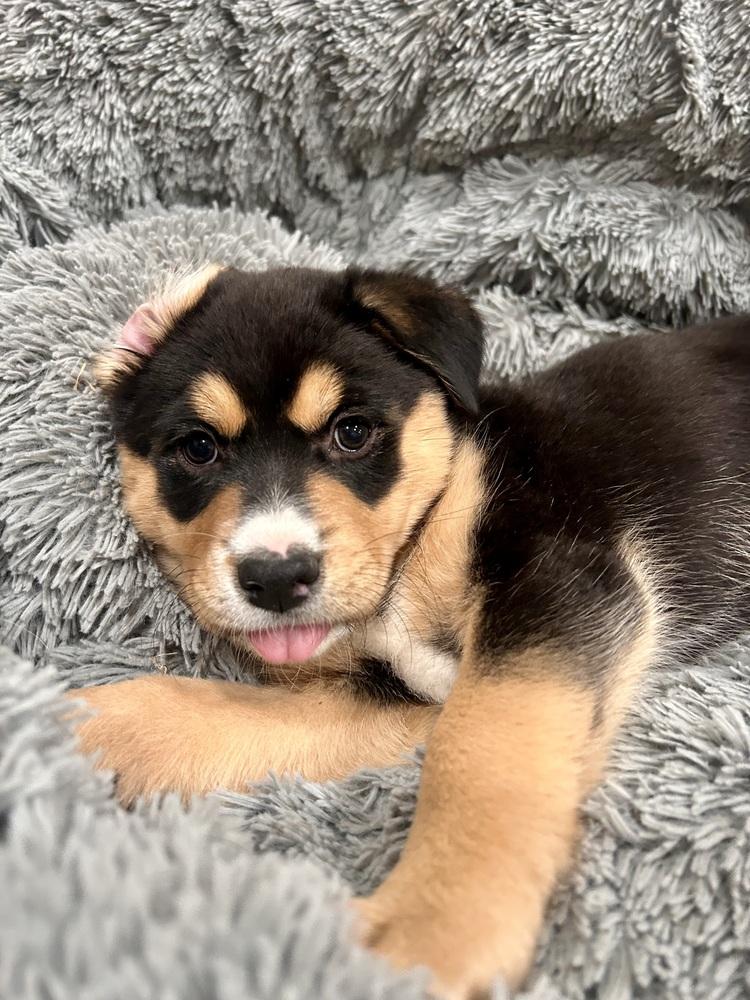 Mila, a Adoptable mixed breed in Sedalia, CO image 5/6