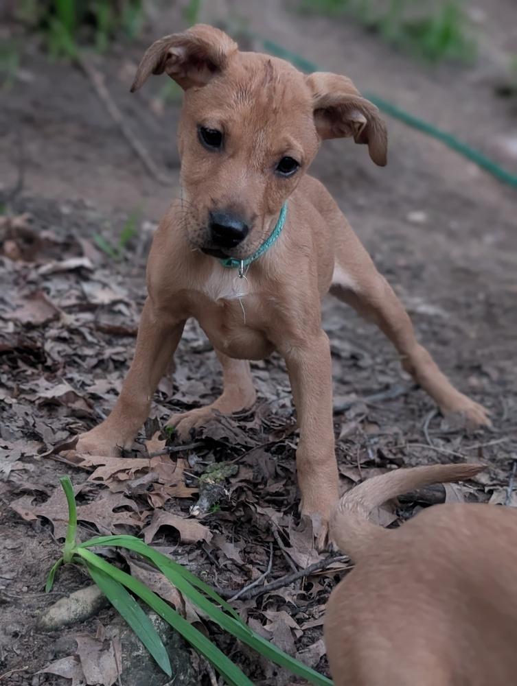 Lucy Lilac, Adoptable, Puppy Female Terrier & Black Mouth Cur.
