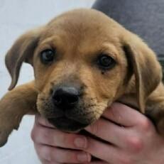 Enlarge Lucy Lilac, a Adoptable mixed breed in Waunakee, WI image 2/5