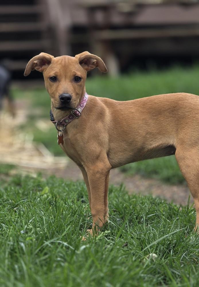 Lucy Lilac, a Adoptable mixed breed in Waunakee, WI image 3/6