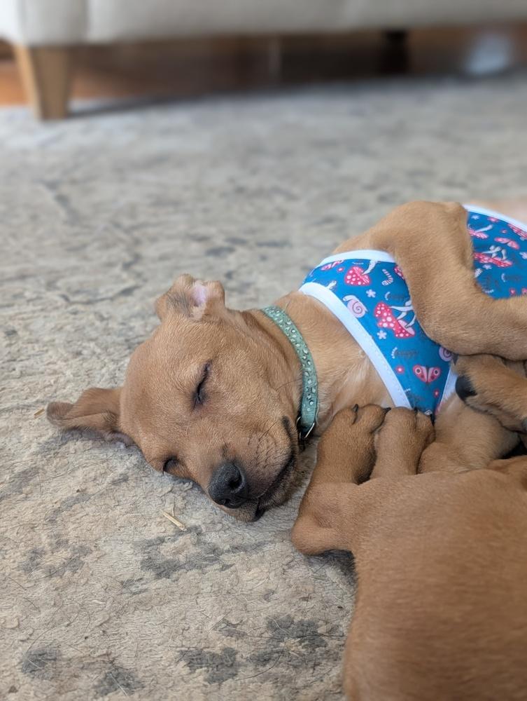 Enlarge Lucy Lilac, a Adoptable mixed breed in Waunakee, WI image 3/5