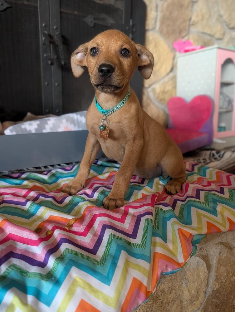 Enlarge Lucy Lilac, a Adoptable mixed breed in Waunakee, WI image 4/5