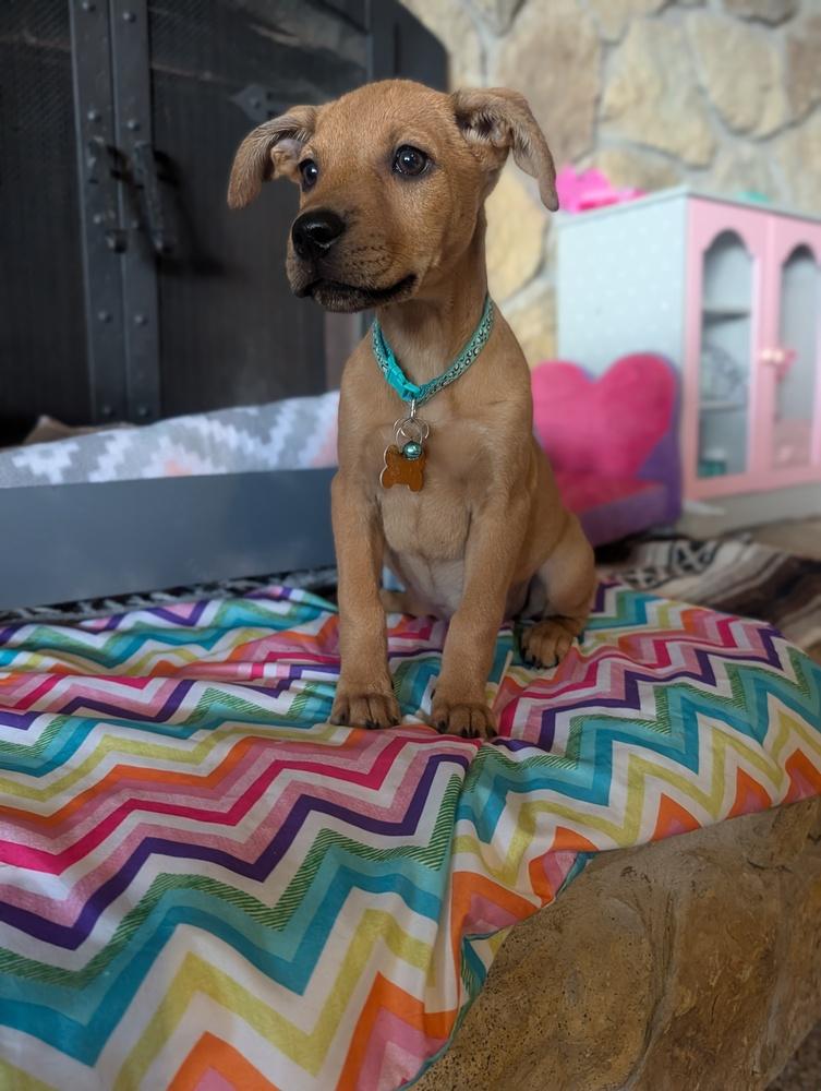 Enlarge Lucy Lilac, a Adoptable mixed breed in Waunakee, WI image 5/5