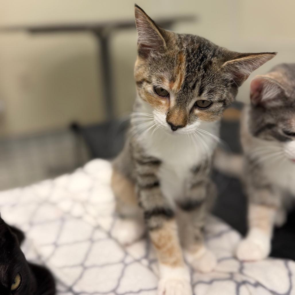 Rascal, Adoptable, Kitten Female Domestic Short Hair.