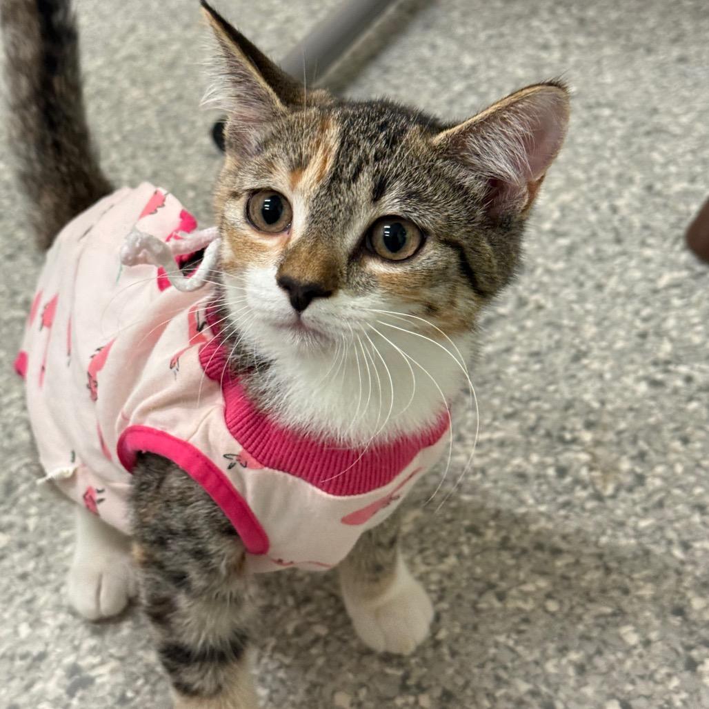 Rascal, a Adoptable Domestic Short Hair in Enfield, NH image 2/2