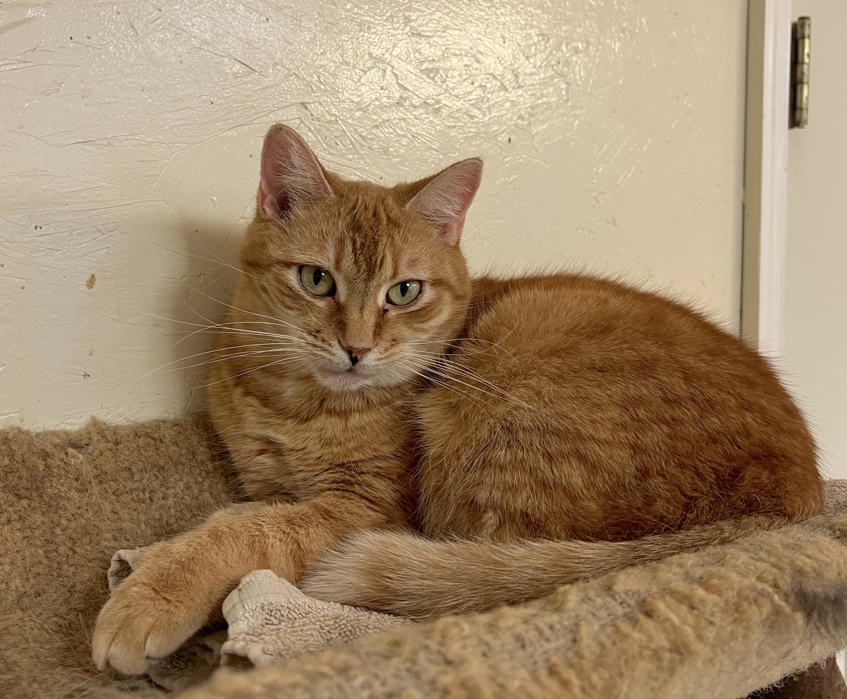 Tango, a Adoptable Tabby in Palmyra, VA image 2/6