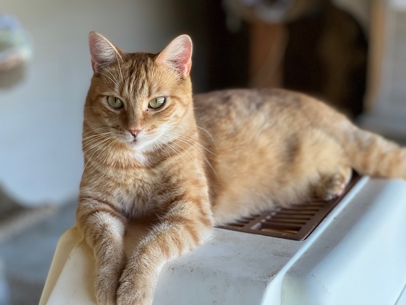 Tango, a Adoptable Tabby in Palmyra, VA image 1/6