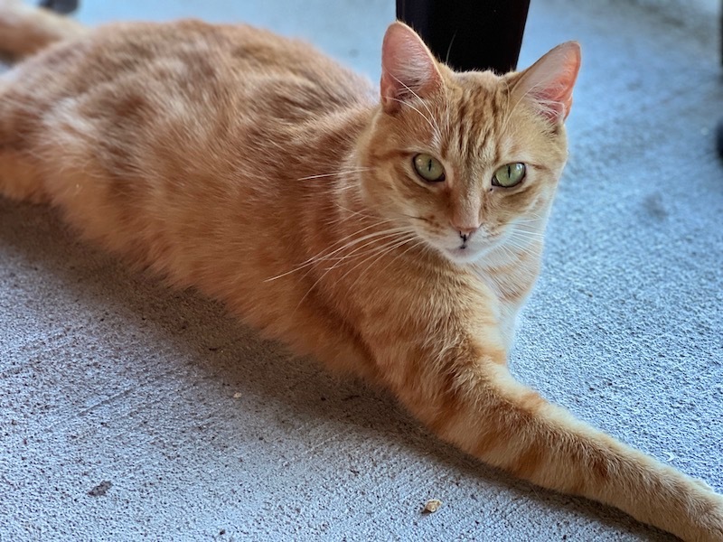 Tango, a Adoptable Tabby in Palmyra, VA image 3/6