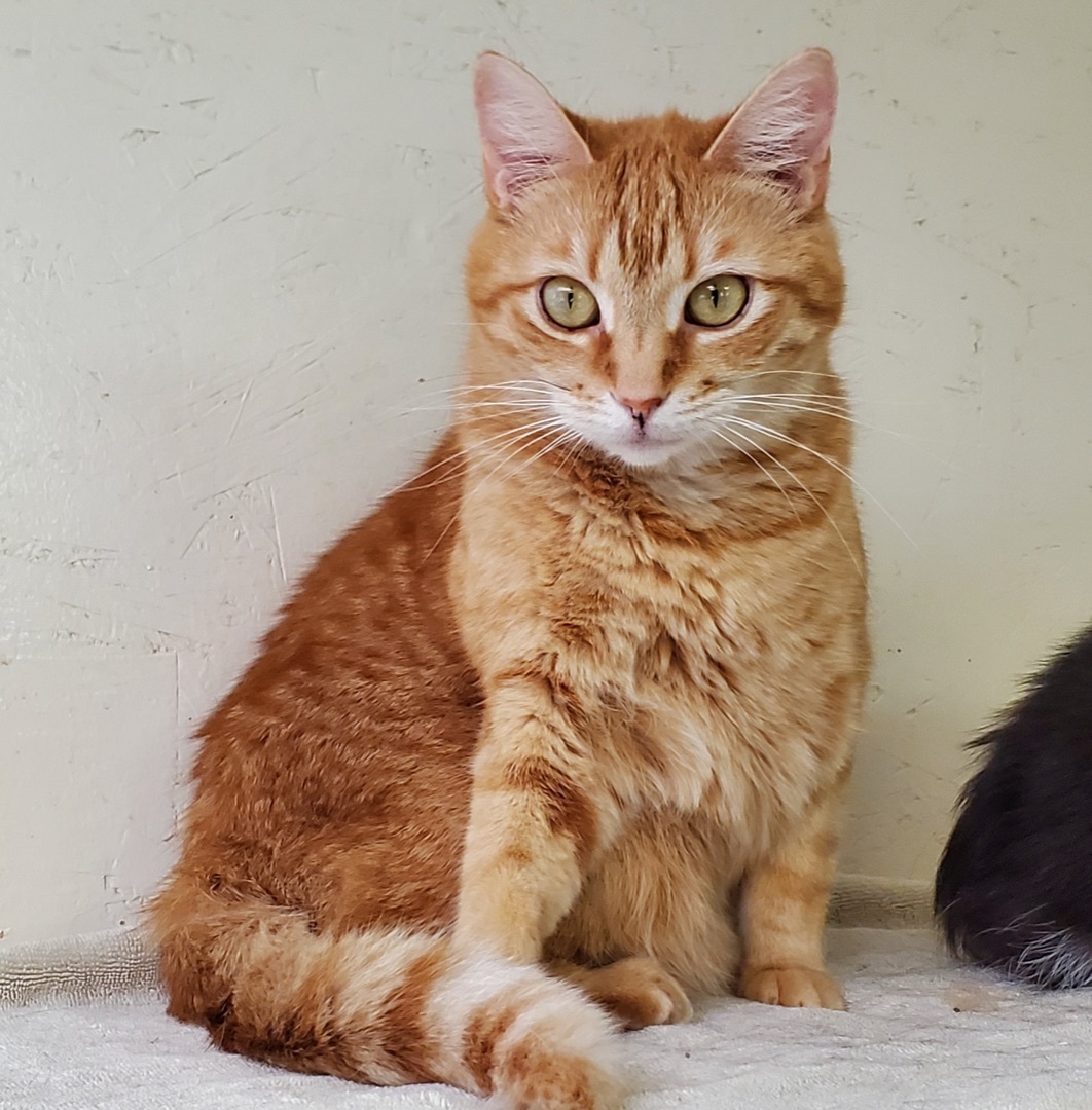 Tango, a Adoptable Tabby in Palmyra, VA image 4/6